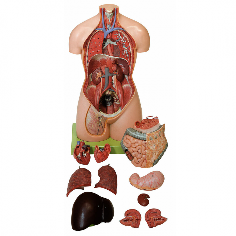 Vrouwelijk torso zonder hoofd, 11-delig, natuurlijke grootte - Skills Meducation