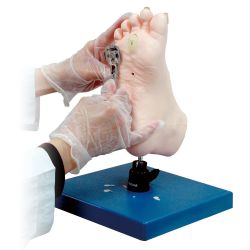 Medical Foot Care Model