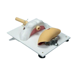 Bladder and Urethra for VU Anastomosis Kit (VUA07) 