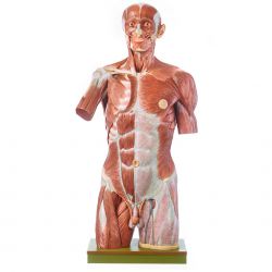 Spiertorso met hoofd natuurlijke grootte