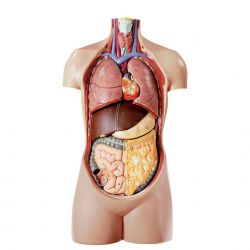 Hart voor torso AS11/E