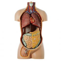 Torso van jongeman zonder hoofd, 12-delig, natuurlijke grootte