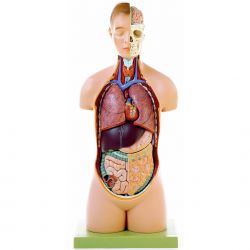 Torso van jongeman met hoofd, 8-delig, natuurlijke grootte