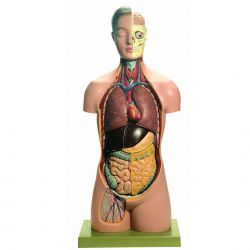 Torso van jongeman met hoofd, 12-delig, natuurlijke grootte