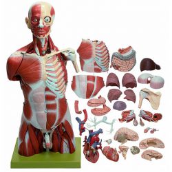 Spiertorso met hoofd, 35-delig, natuurlijke grootte