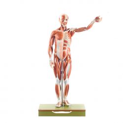 Mannelijk spierfiguur, 1/2 natuurlijke grootte, 3-delig