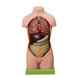 Kleine torso van jongeman zonder hoofd, 8-delig