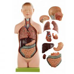 Kleine torso van jongeman met hoofd,  11-delig