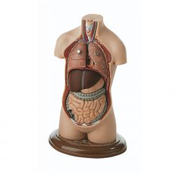 Kleine torso van jongeman zonder hoofd, 7-delig