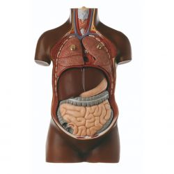 Kleine torso van jongeman zonder hoofd, 7-dlg, donkere huidskleur