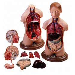 Kleine torso van jongeman met hoofd, 9-delig