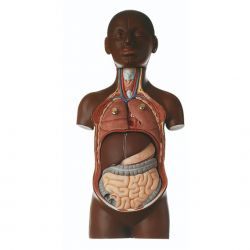 Kleine torso van jongeman met hoofd, 9-delig, donkere huidskleur