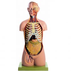 Mannelijke torso met hoofd en opengewerkte rug, 20-delig