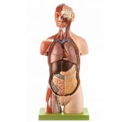 Spiertorso met hoofd en opengewerkte rug, 20-delig