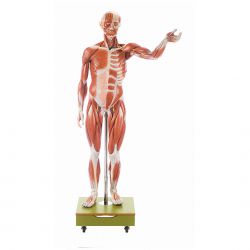 Mannelijk spierfiguur, 3/4 natuurlijke grootte, 36-delig