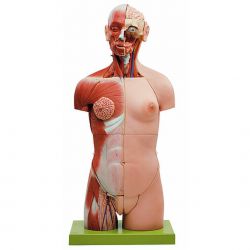 Spiertorso met hoofd en opengewerkte rug, 32-delig