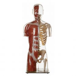 Transparant spiertorsomodel met hoofd