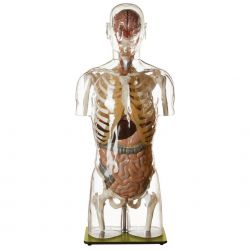 Transparant torsomodel met hoofd