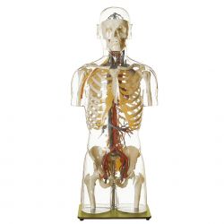 Transparant torsomodel met vaten en zenuwen met hoofd