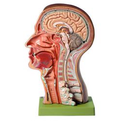 Hoofdmodel, natuurlijke grootte