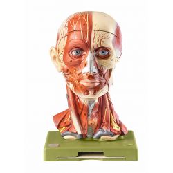 Spierhoofd met bloedvaten, 5-delig