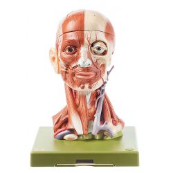 Spierhoofd, natuurlijke grootte, 10-delig 2