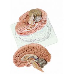 Hersenen, 2-delig