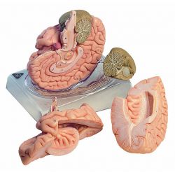 Hersenen, 4-delig