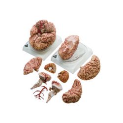 Hersenen met arteriàn, 9-delig