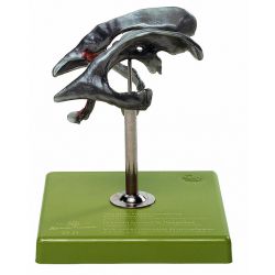 Hersenventrikel, natuurlijke grootte