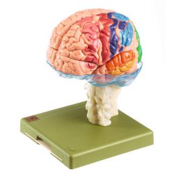 Hersenmodel, met gekleurde weergave van grote hersenen