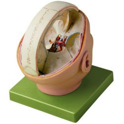 Verhoudingen van het dura mater, 2-delig