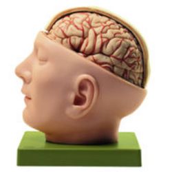 Hoofd met schedelbasis, 10-delig