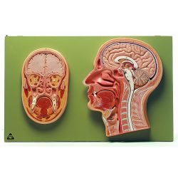 Mediaandoorsnede van het hoofd, natuurlijke grootte