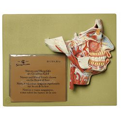 Hoofdmodel, natuurlijke grootte 2