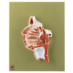 Hoofdmodel, natuurlijke grootte 4