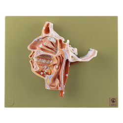 Hoofdmodel, natuurlijke grootte 3