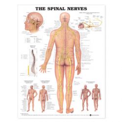 Wandplaat 'The Spinal Nerves'