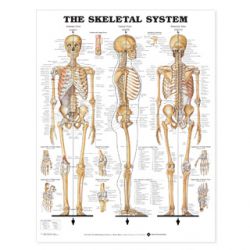 Wandplaat 'The Skeletal System'