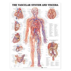 Wandplaat 'The Vascular System & Viscera'