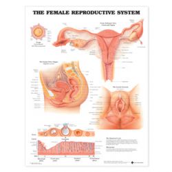Wandplaat 'The Female Reproductive System'