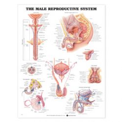 Wandplaat 'The Male Reproductive System' 