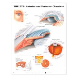 Wandplaat 'The Eye: Anterior & Posterior Chambers' 