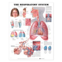 Wandplaat 'The Respiratory System'