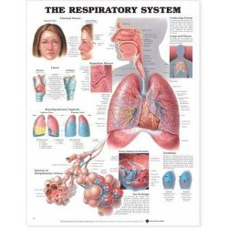 Wandplaat 'The Resp. System & Asthma' 