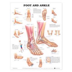 Wandplaat 'Foot & Ankle' 