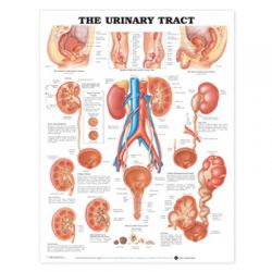 Wandplaat 'The Urinary Tract'