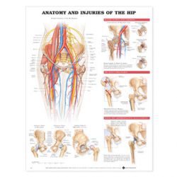 Wandplaat 'Anatomy and Injuries of the Hip' 
