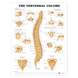Wandplaat 'The Vertebral Column'