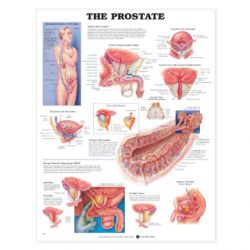 Wandplaat 'The Prostate' 